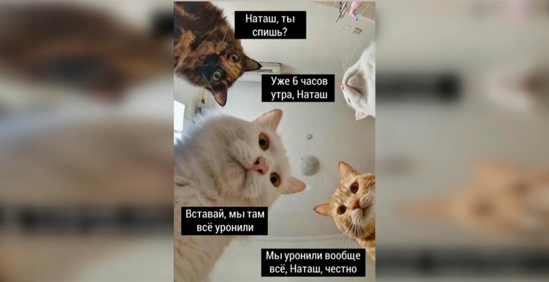 м30лис 12.webp